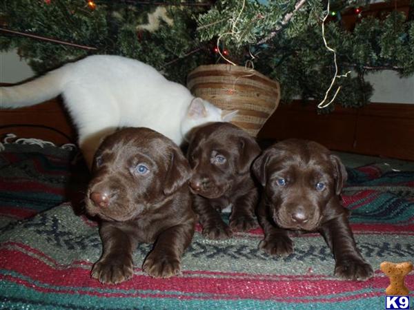 labrador retriever puppy posted by Rick Swenson